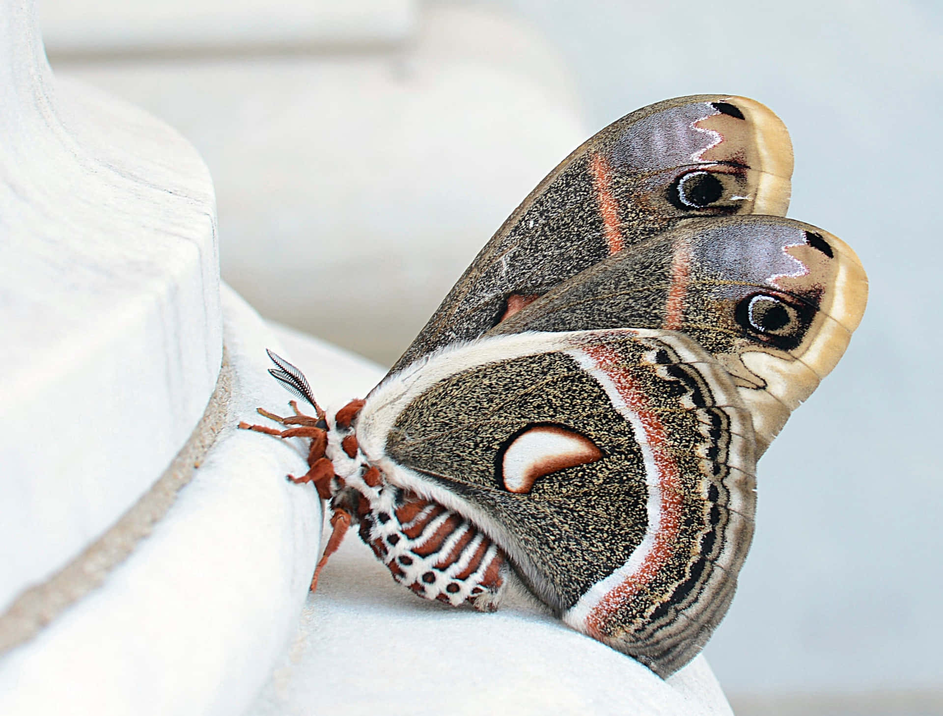 Cecropia Moth Closeup Wallpaper