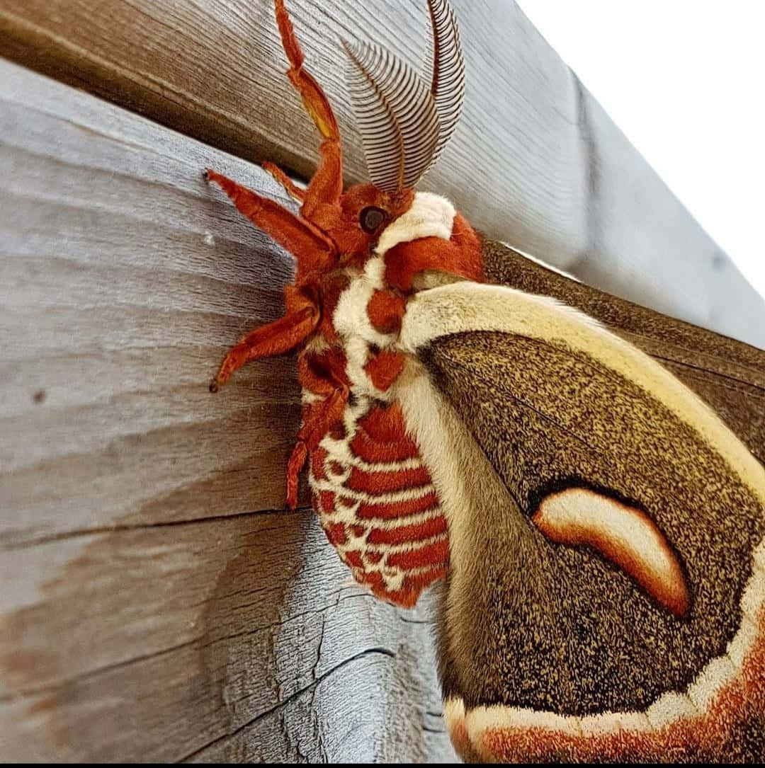 Cecropia Moth Closeup Wooden Background Wallpaper