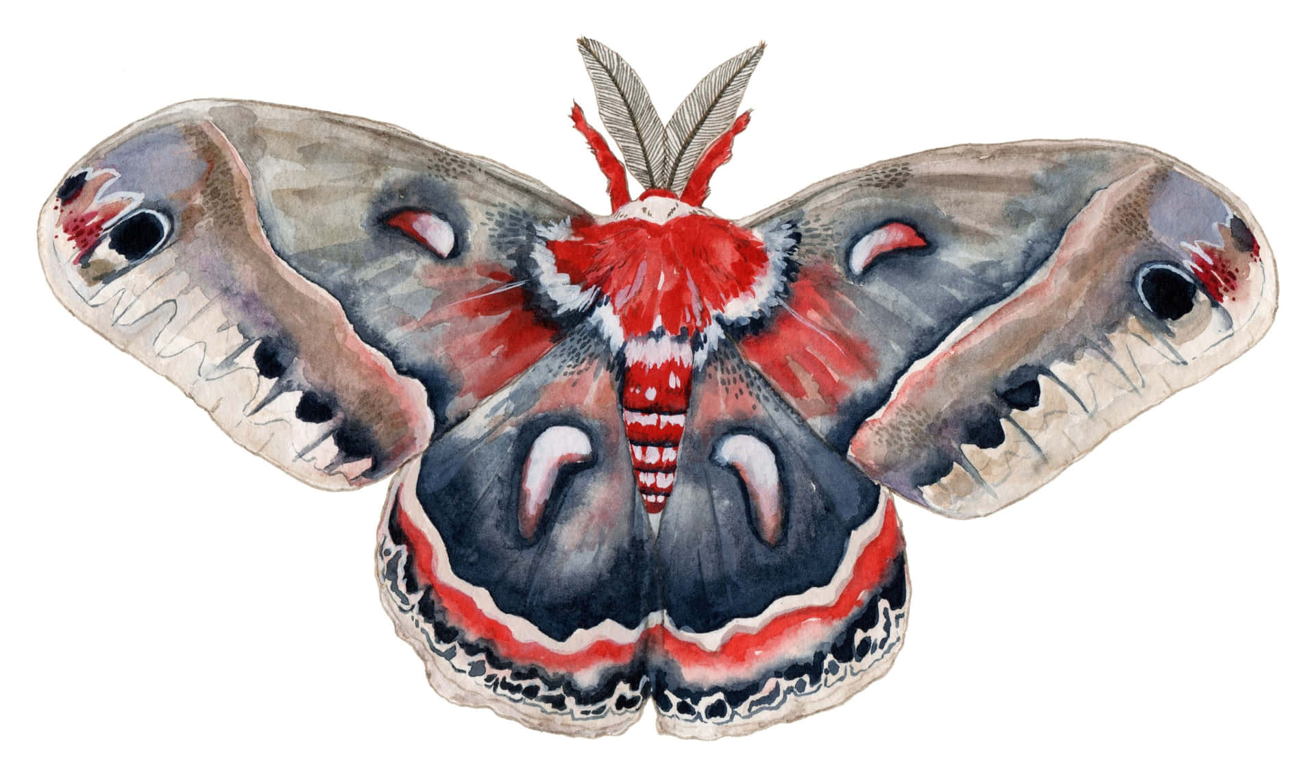 Cecropia Moth Illustration Wallpaper