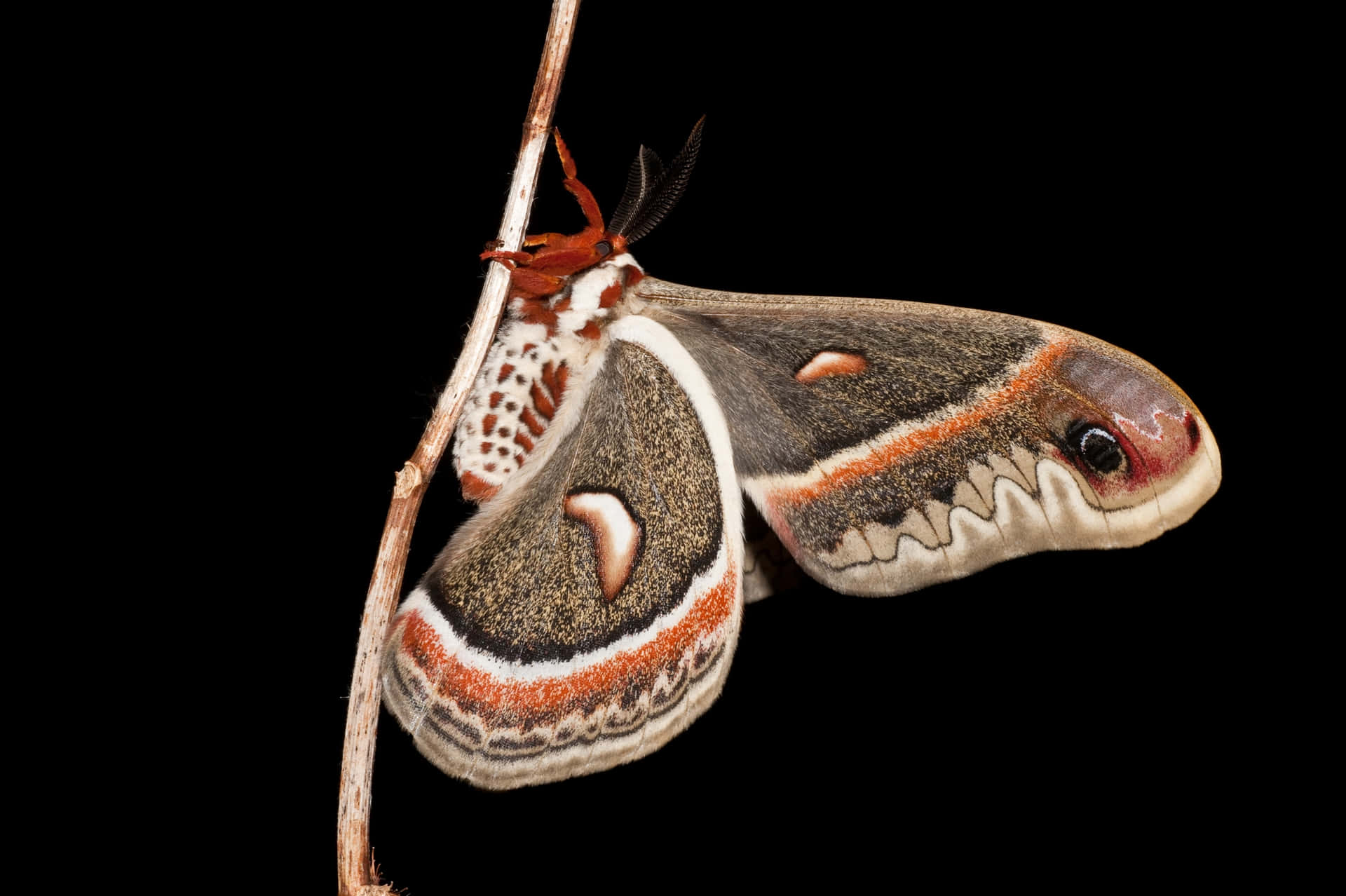 Cecropia Moth Perchedon Twig Wallpaper