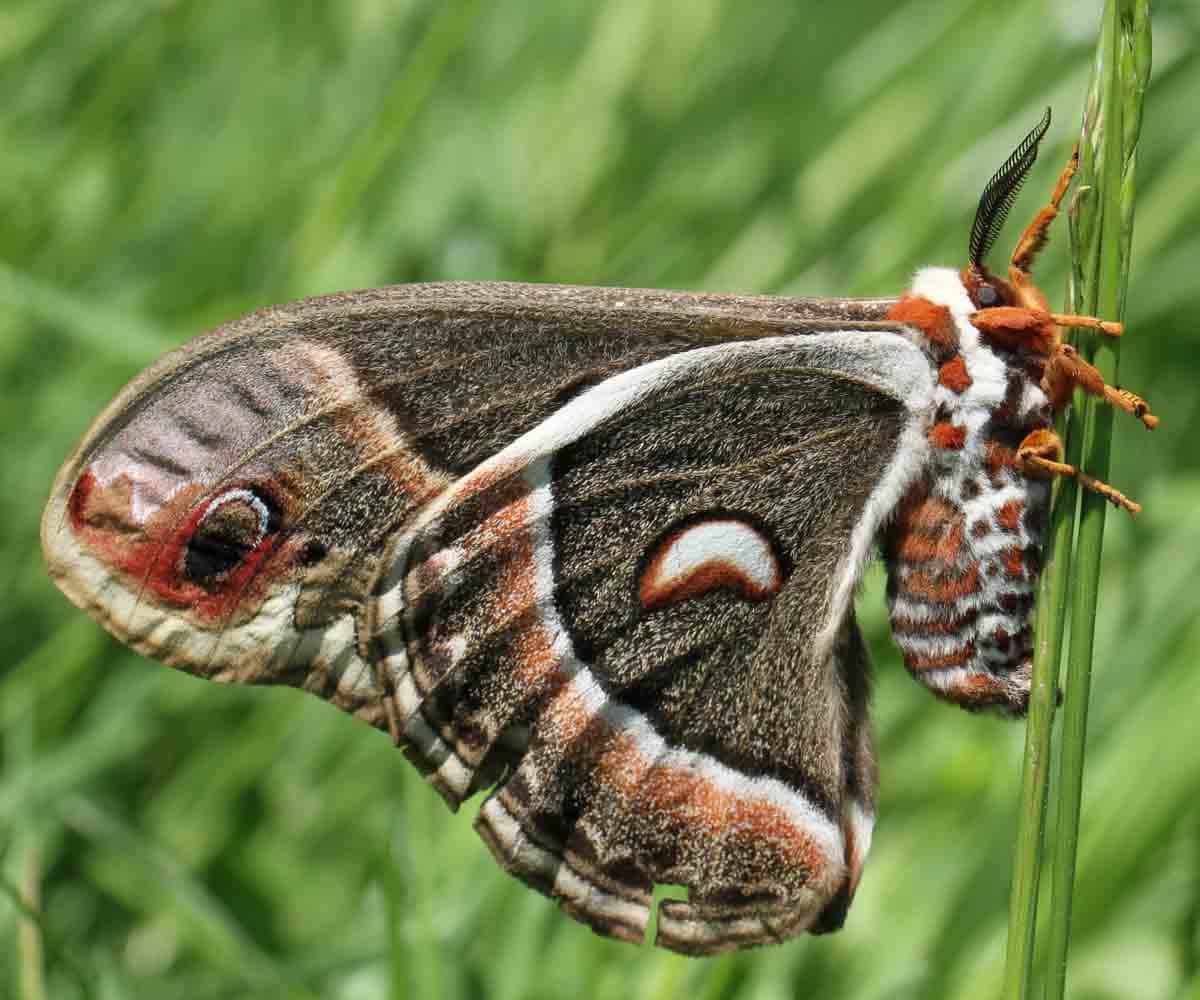 Cecropia Moth Restingon Grass Wallpaper