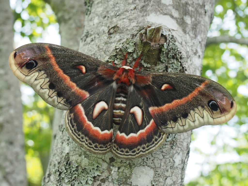 Cecropia Moth Restingon Tree Wallpaper