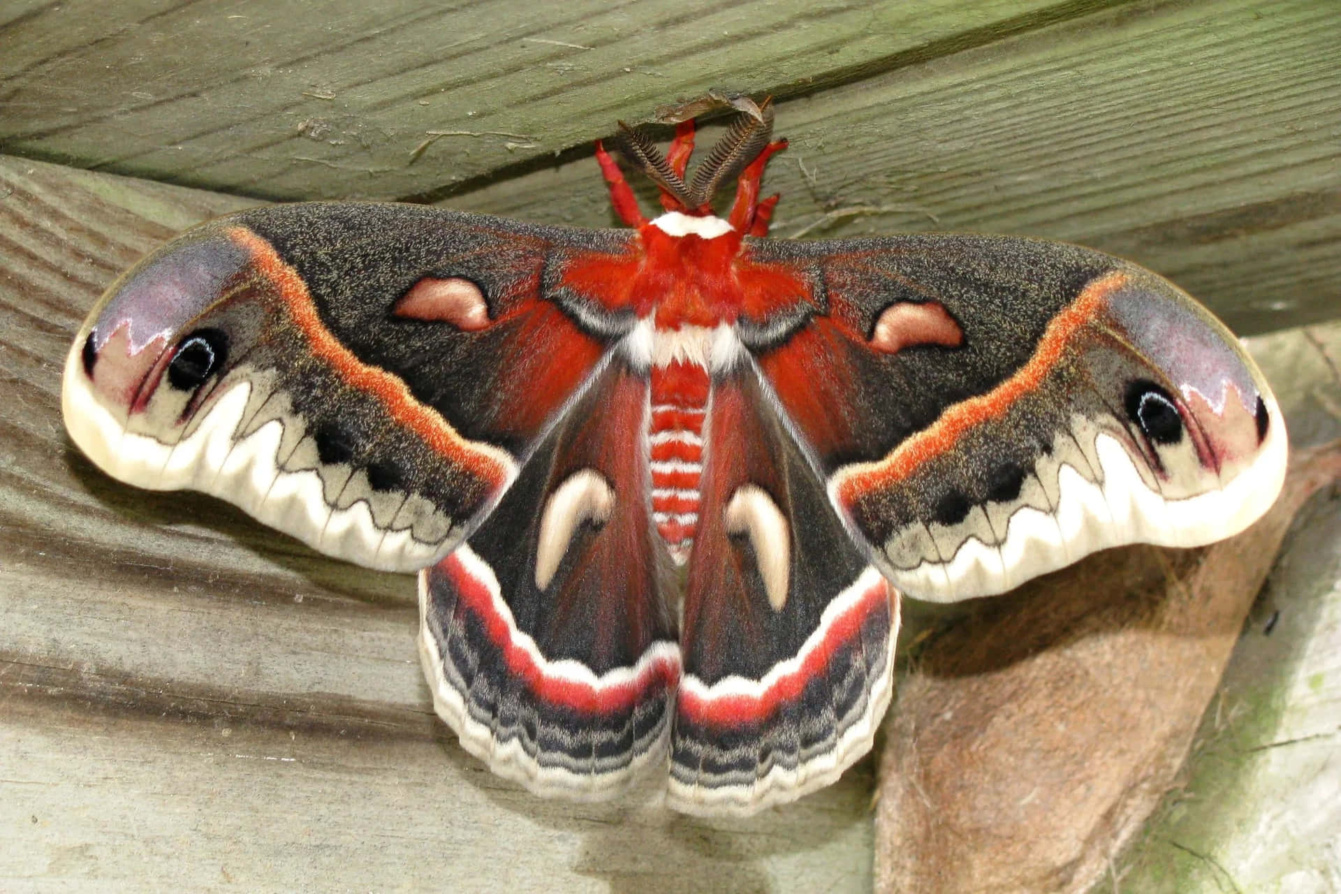 Cecropia Moth Restingon Wooden Surface Wallpaper