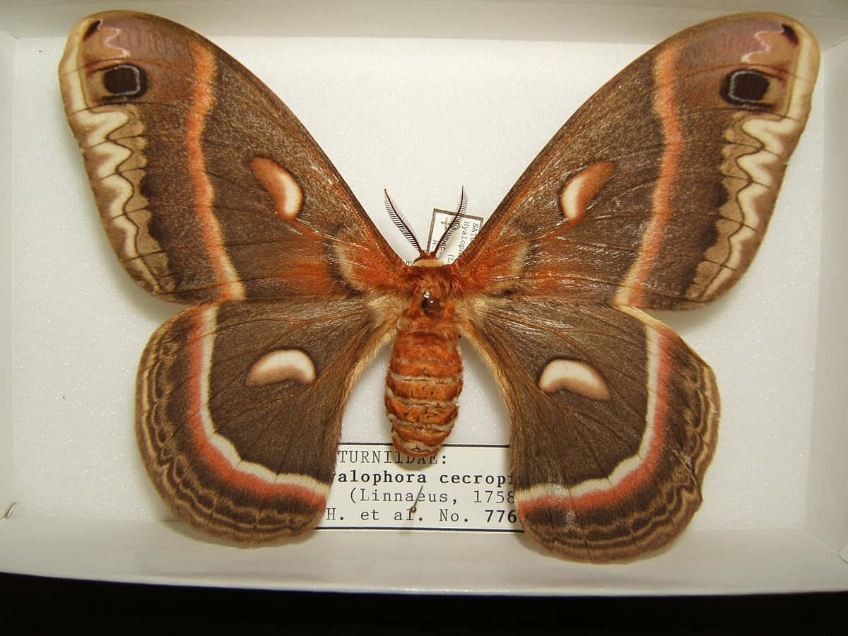 Cecropia Moth Specimen Wallpaper