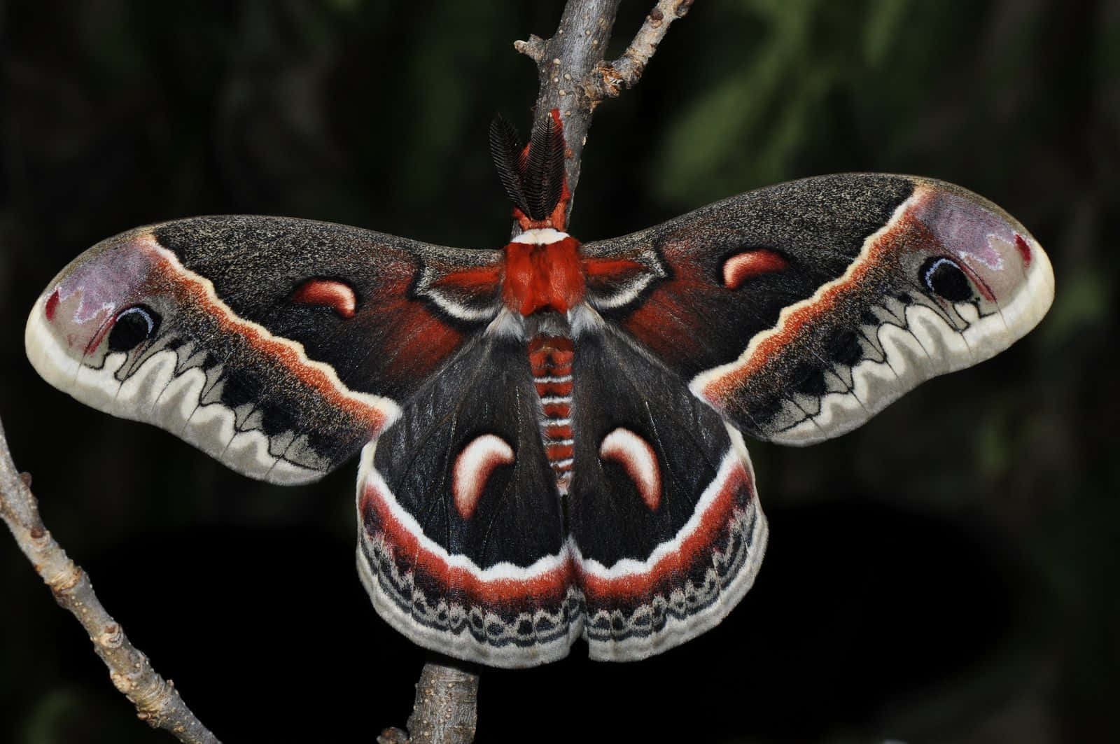 Cecropia Moth Spread Wings Wallpaper