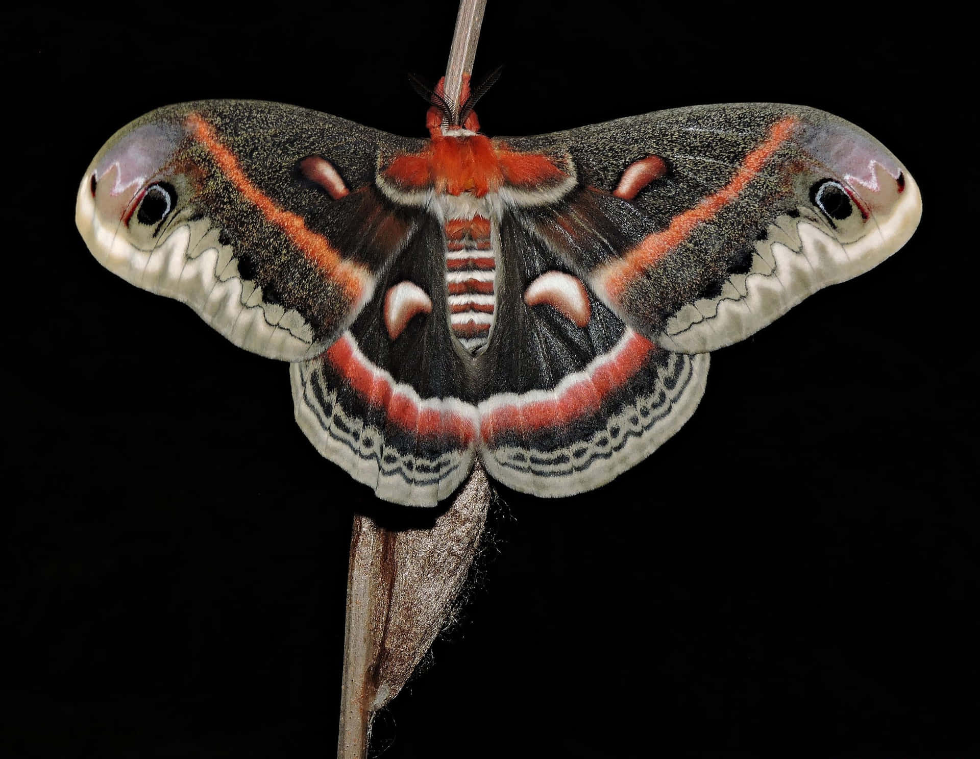 Cecropia Moth Spread Wings Wallpaper
