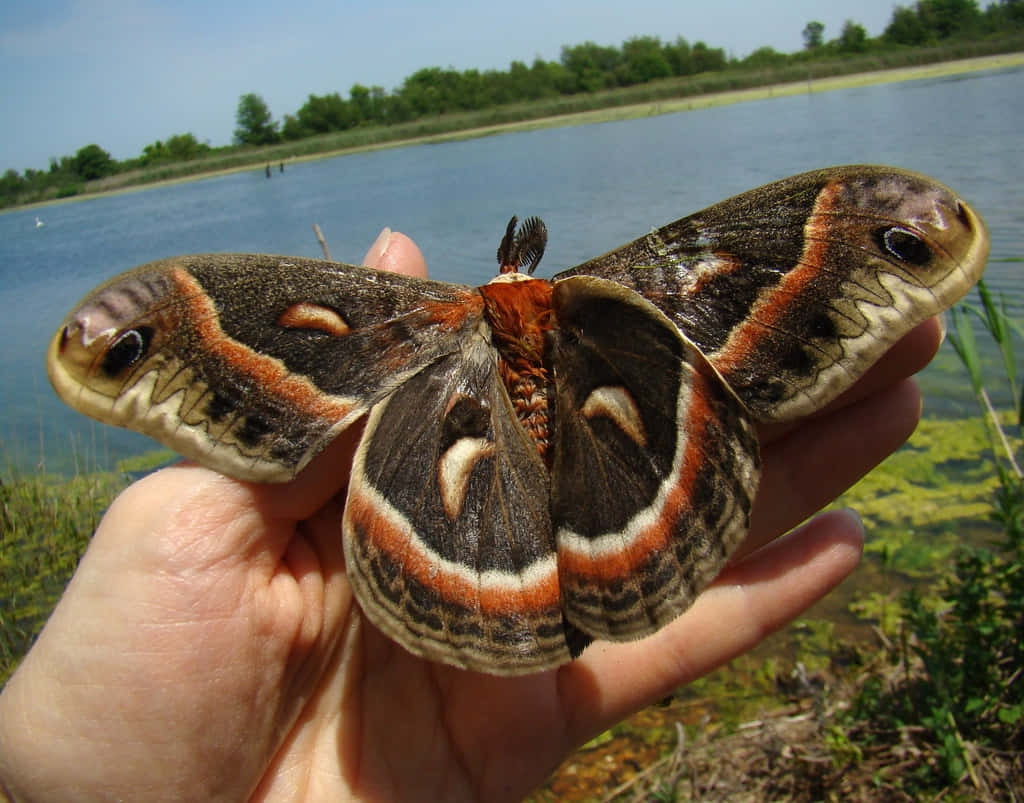 Cecropia Mothin Hand Lakeside Wallpaper