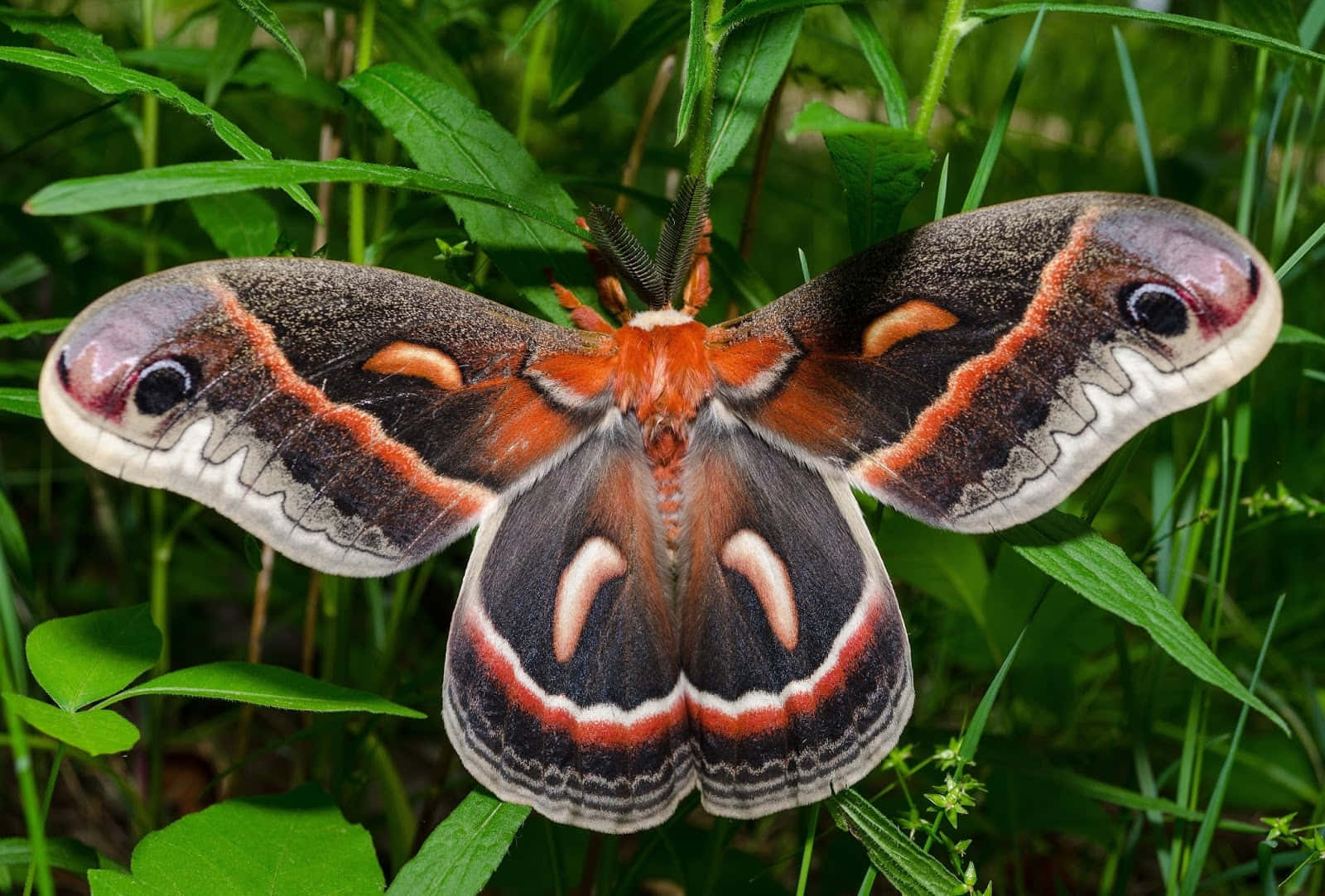 Cecropia Mothin Natural Habitat Wallpaper