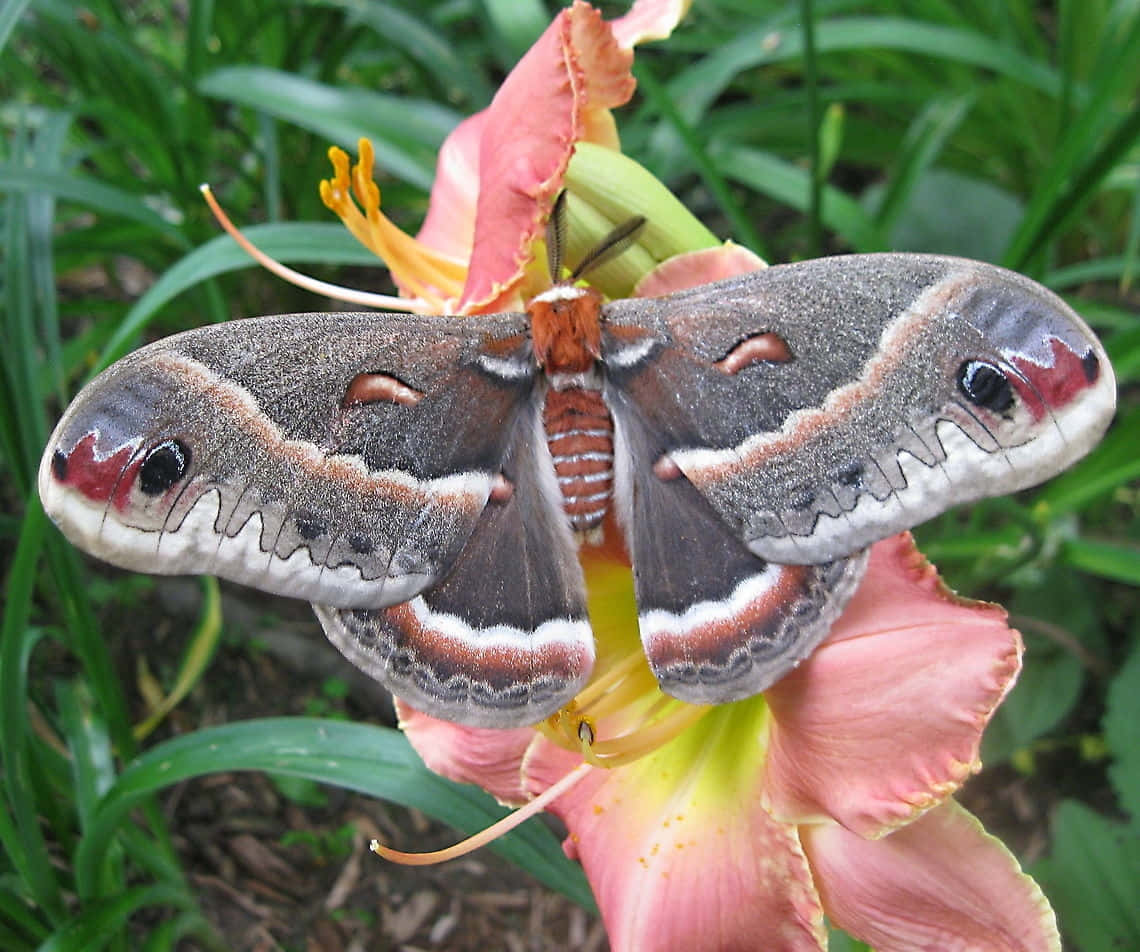 Cecropia Mothon Flower Wallpaper
