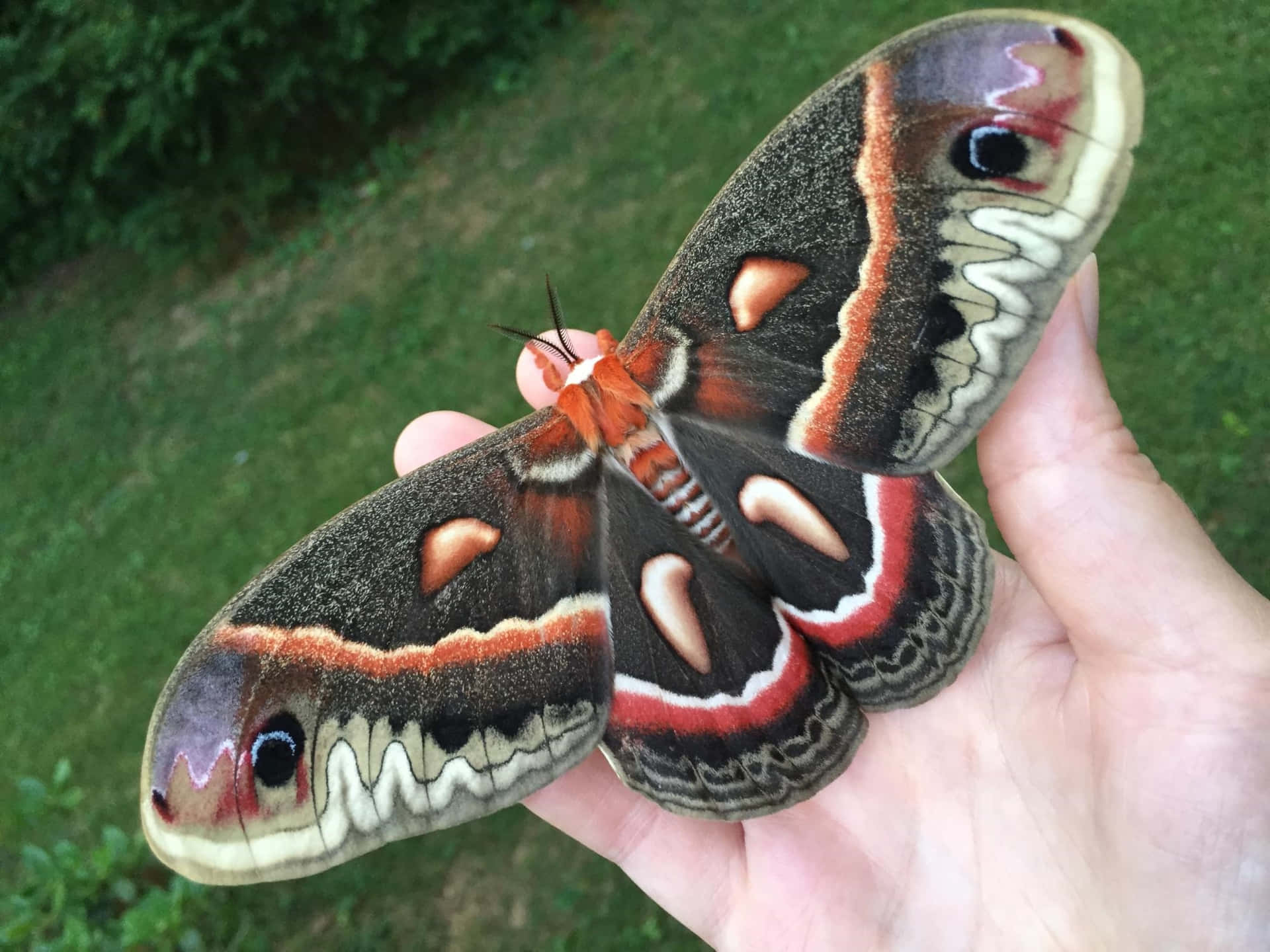 Cecropia Mothon Hand Wallpaper