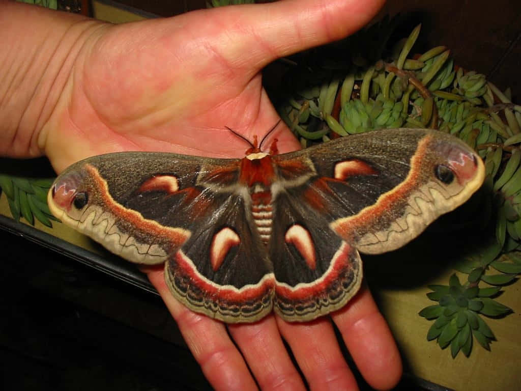 Cecropia Mothon Human Hand Wallpaper