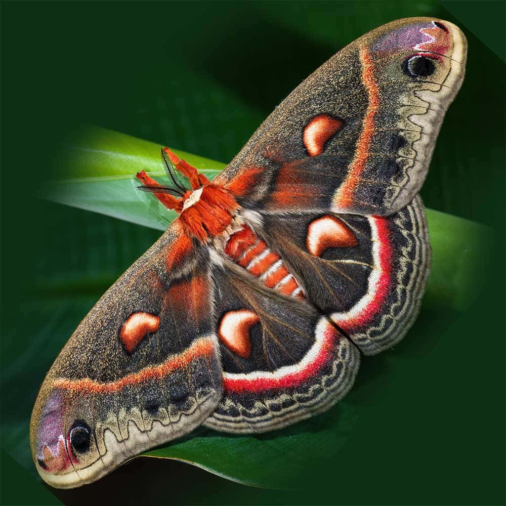 Cecropia Mothon Leaf Wallpaper