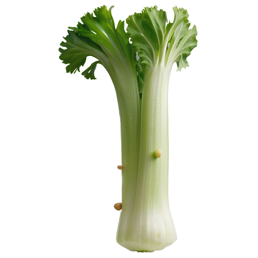 Celery Piece Png 06252024 PNG