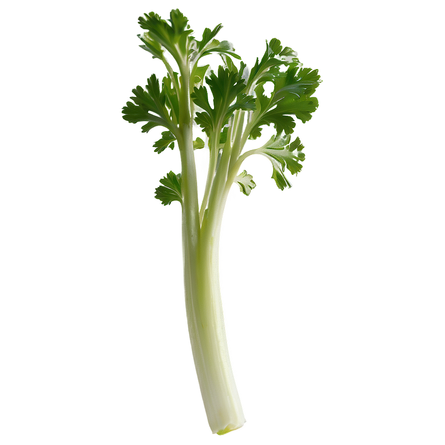 Celery Sprig Png Fma78 PNG