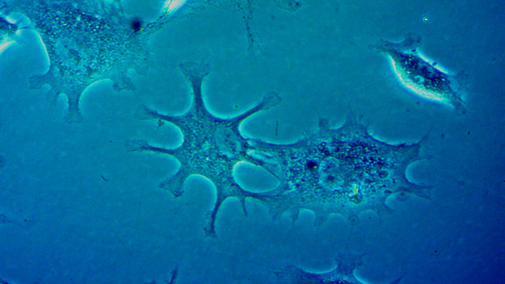 Närbildpå En Blå Vätska Med Många Små Celler.