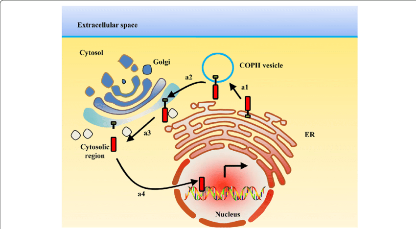 Cellular Protein Transport Diagram PNG