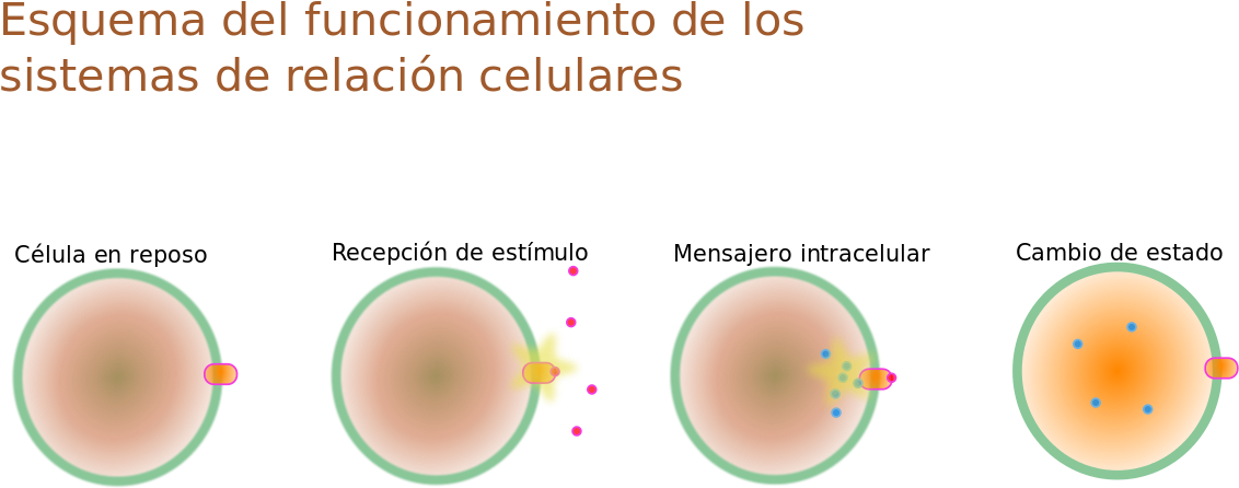 Cellular Signaling Process Diagram PNG