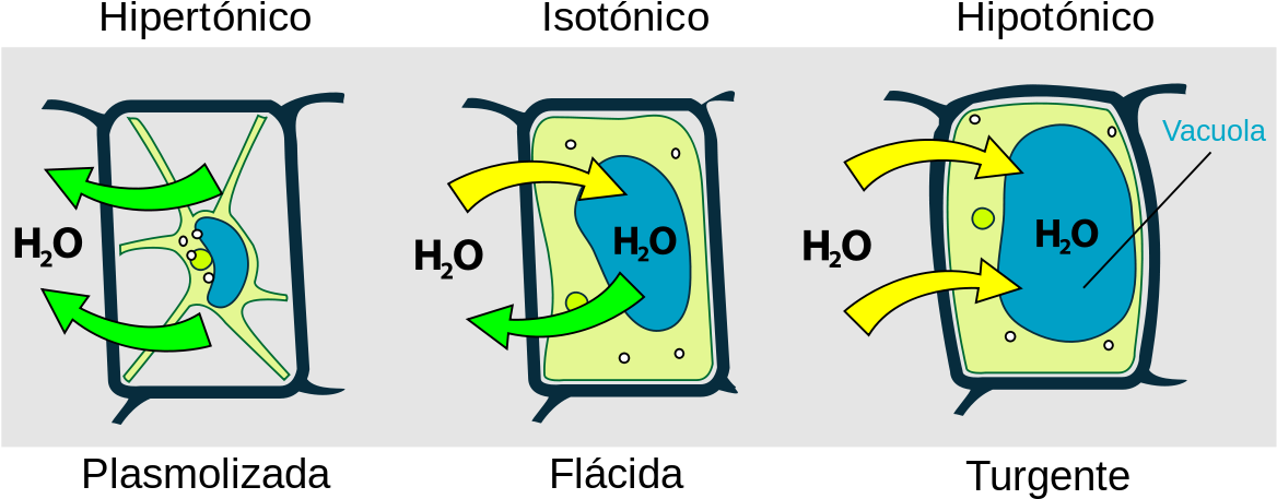 Cellular Tonicity Comparison PNG