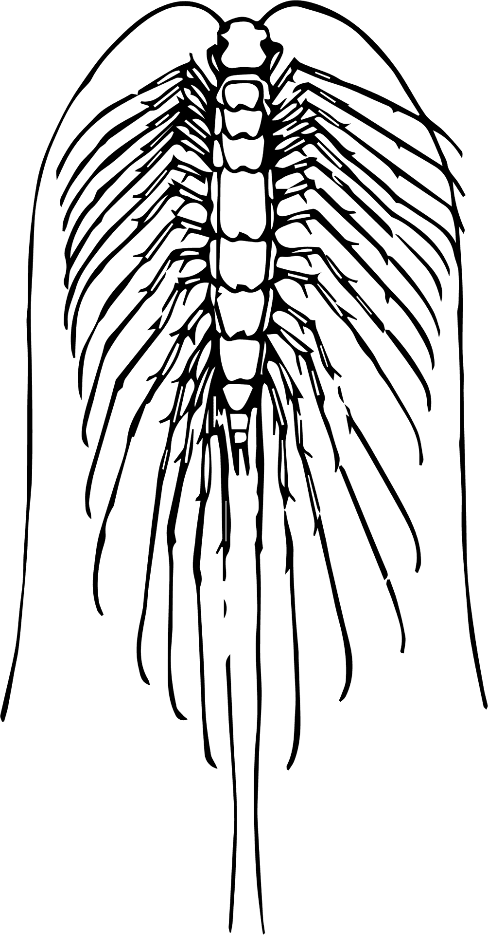 Centipede Anatomy Illustration PNG