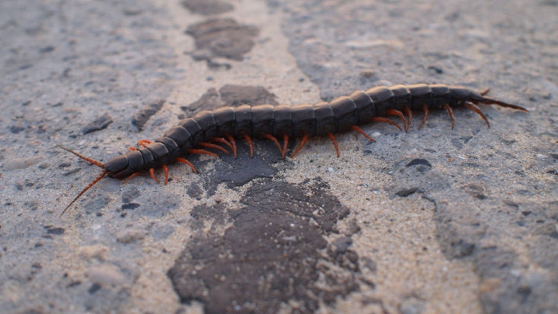 Centipede Black And Long On Concrete Wallpaper