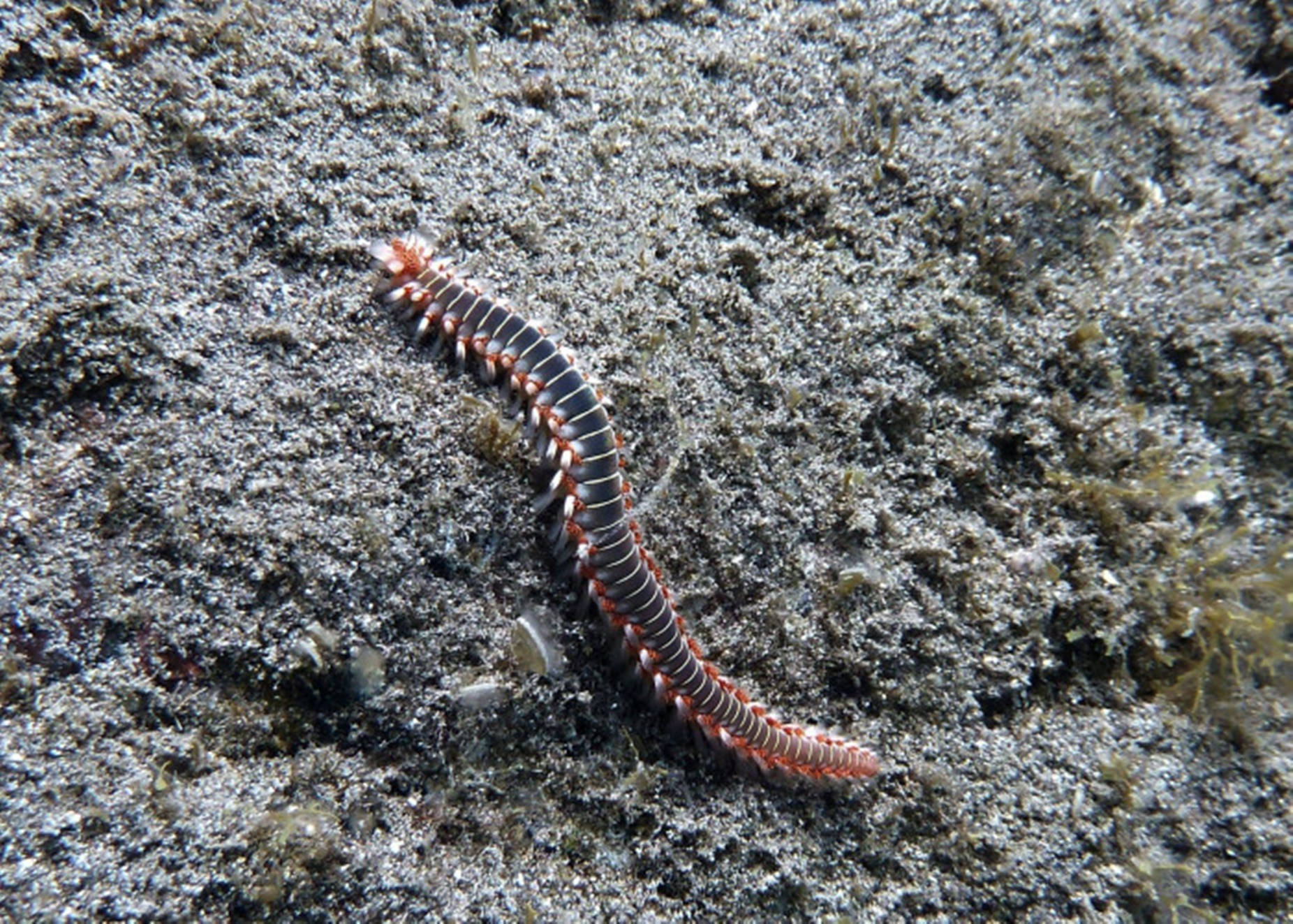Centipede Black And Orange On Gray Sand Wallpaper