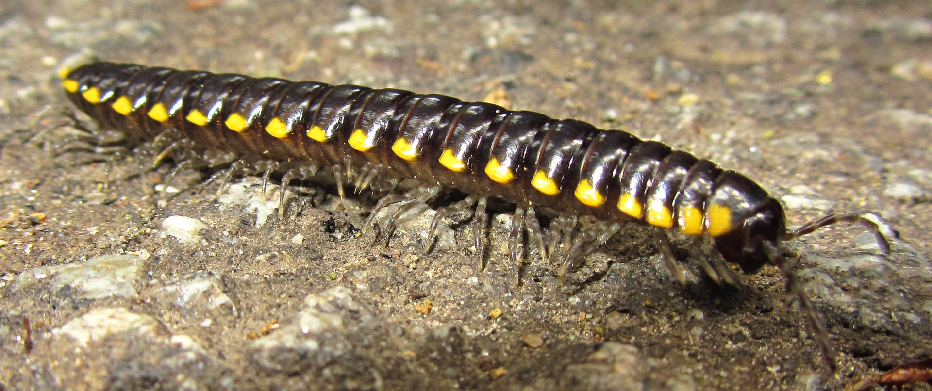Centipede Black And Yellow On Concrete Wallpaper