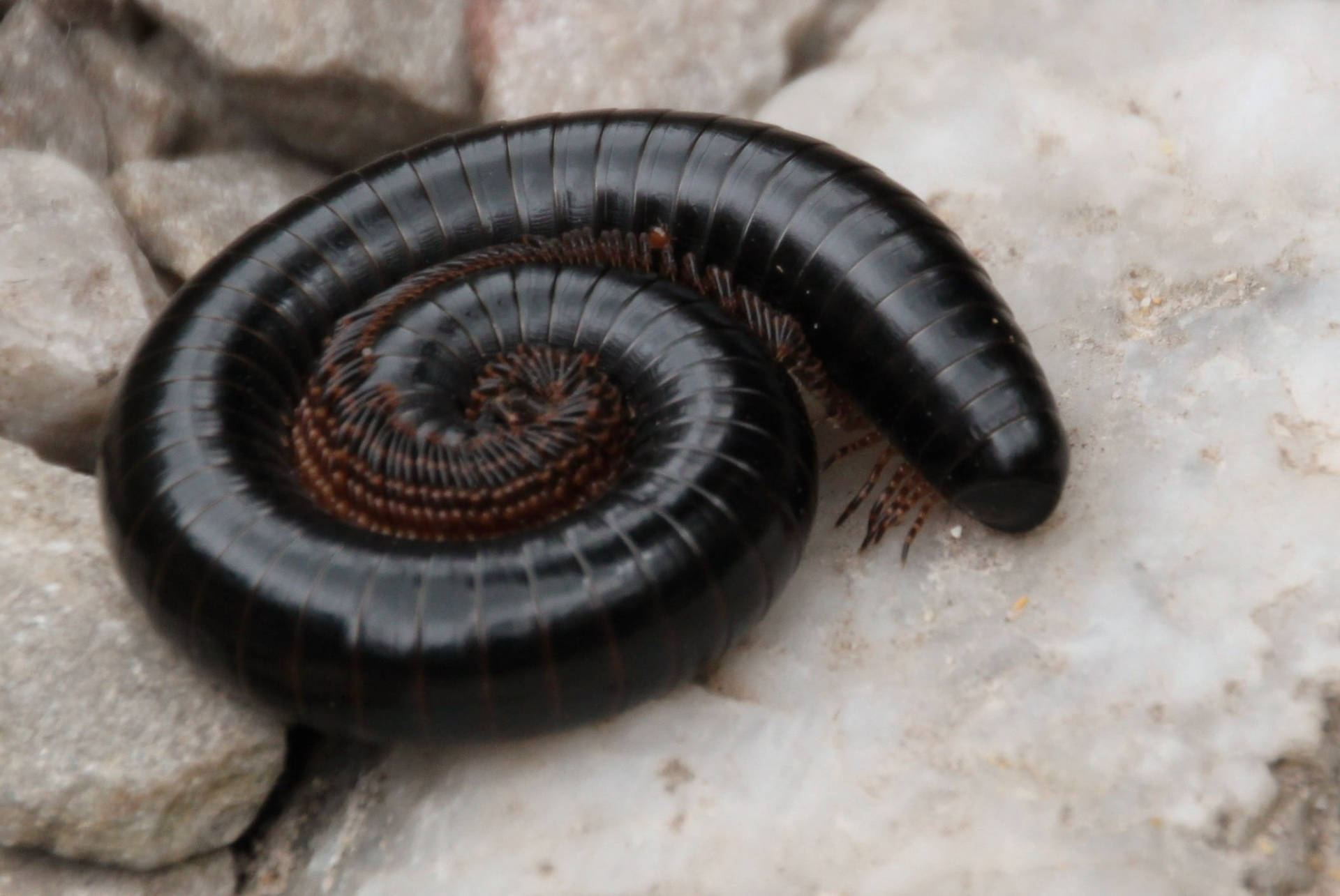 Centipede Black Coiling On Rocks Wallpaper