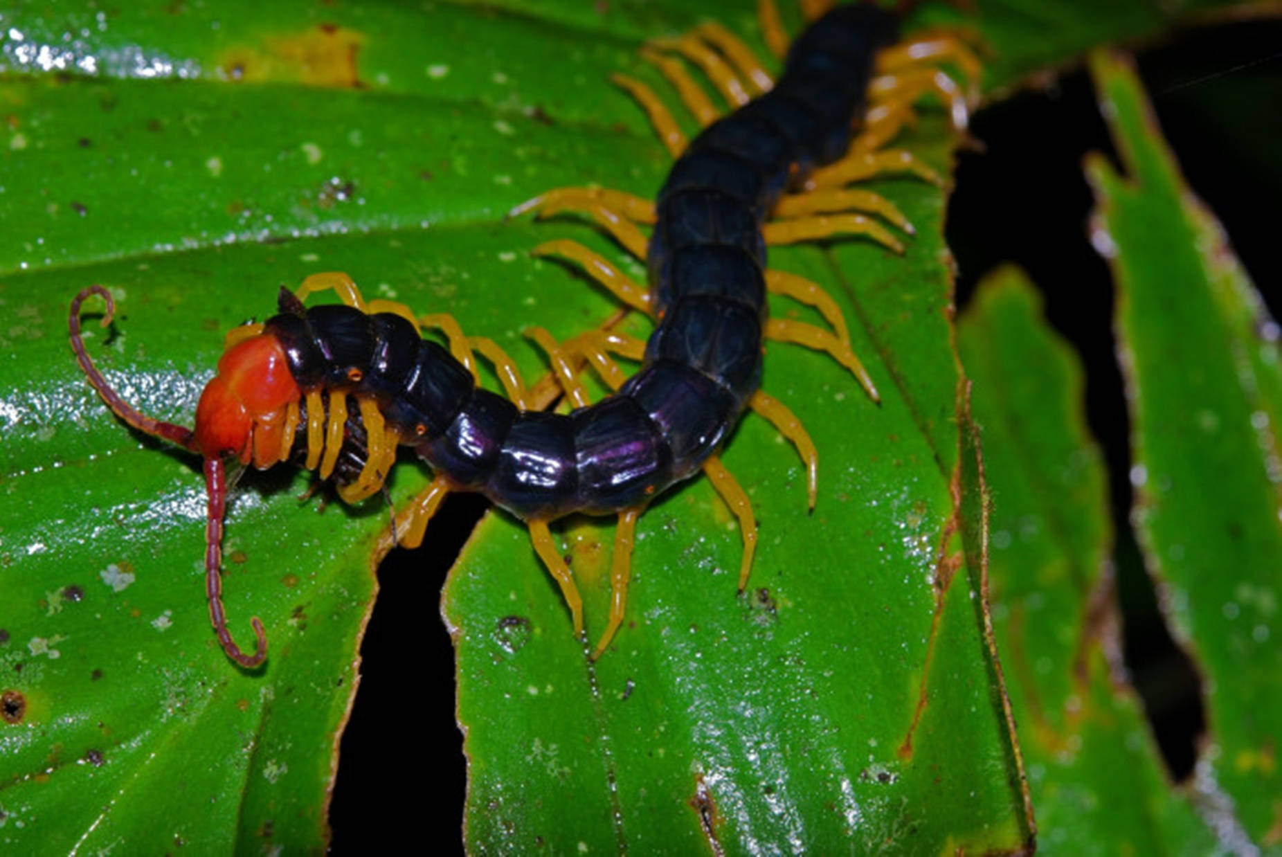 Centipede Black Crawling On Green Leaves Wallpaper