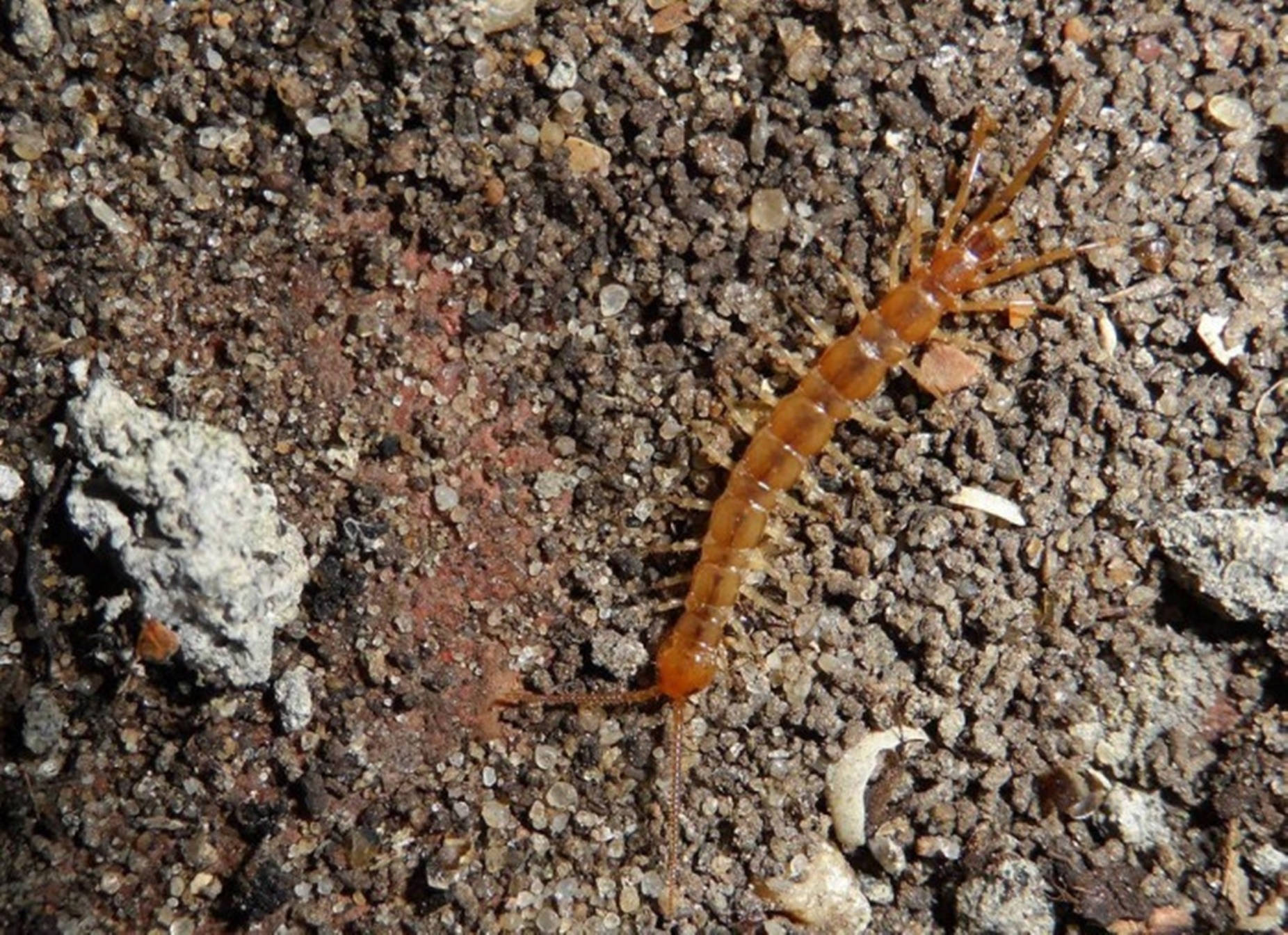 Centipede Brown Crawling On Gravel Wallpaper