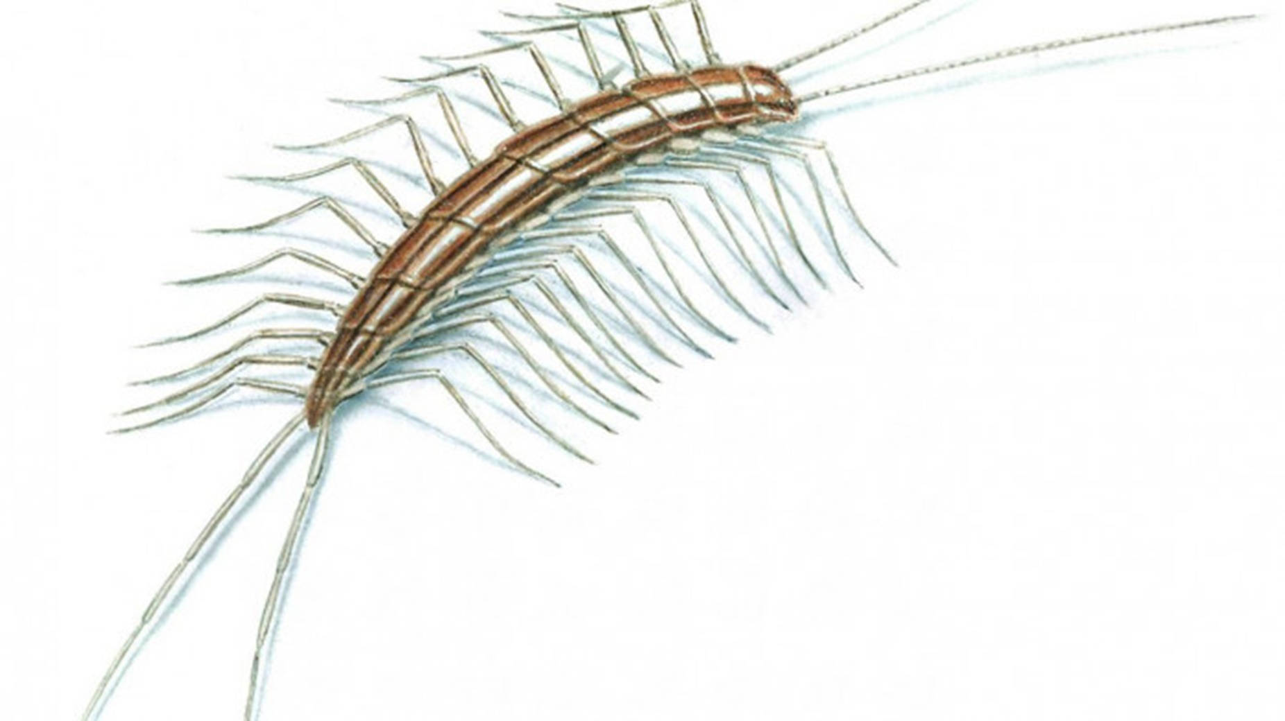 Centipede Brown Drawing On Plain White Wallpaper