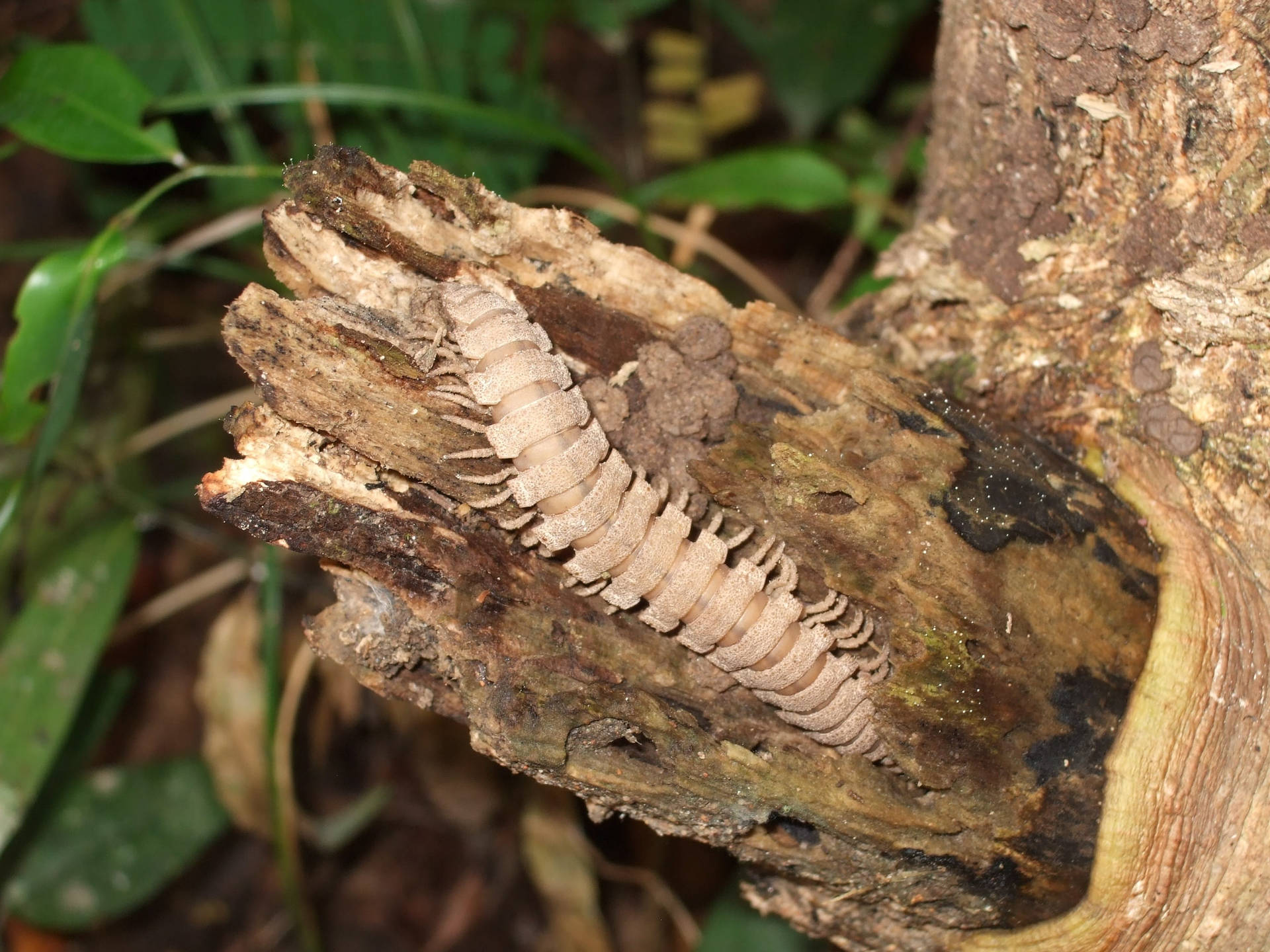 Centipede Brown On Tree Bark Wallpaper