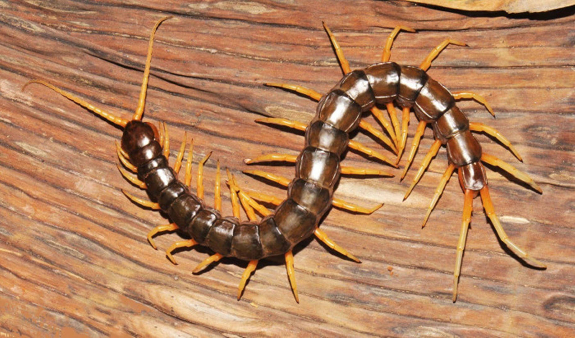 Centipede Brun på træ overflade Wallpaper