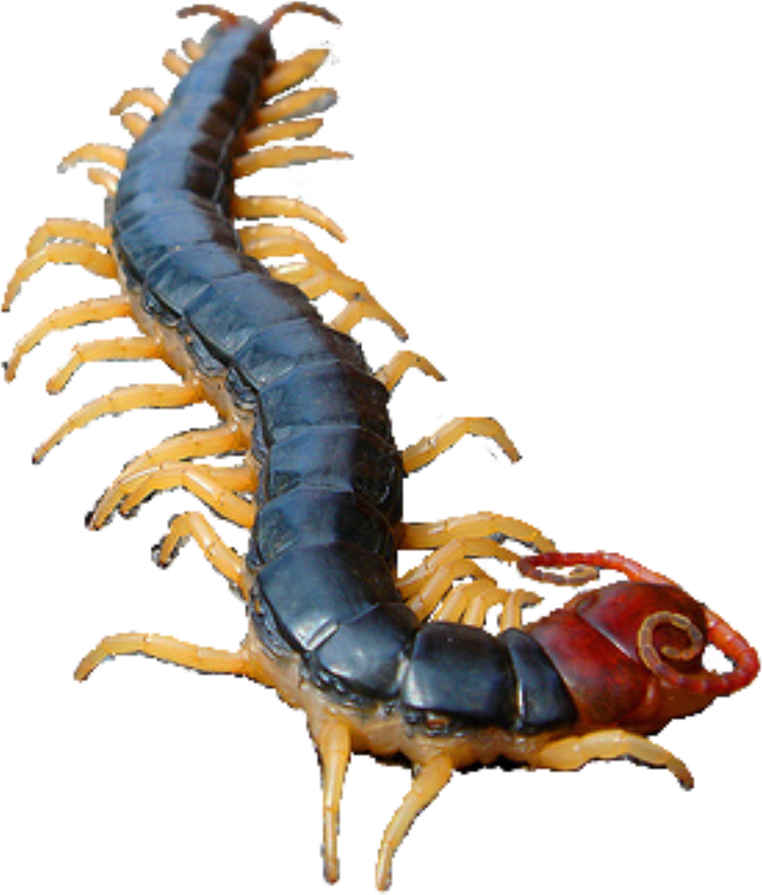 Centipede Close Up PNG