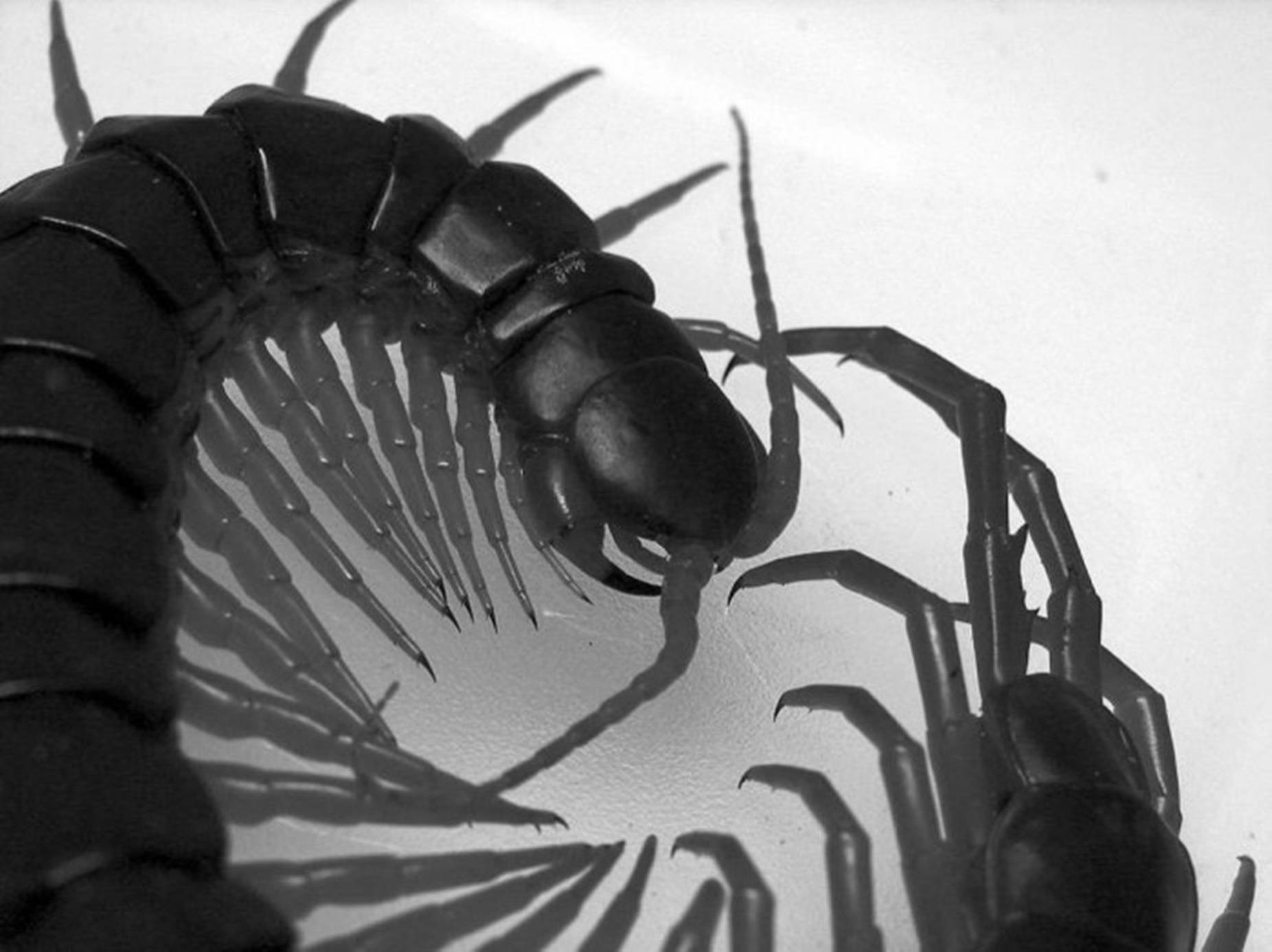 Centipede Close-Up Black And White Wallpaper