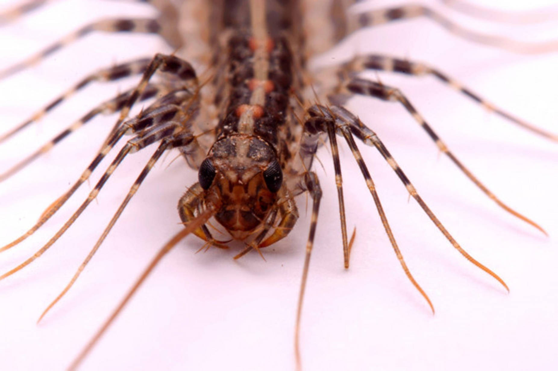Centipede Close-up Front View Wallpaper
