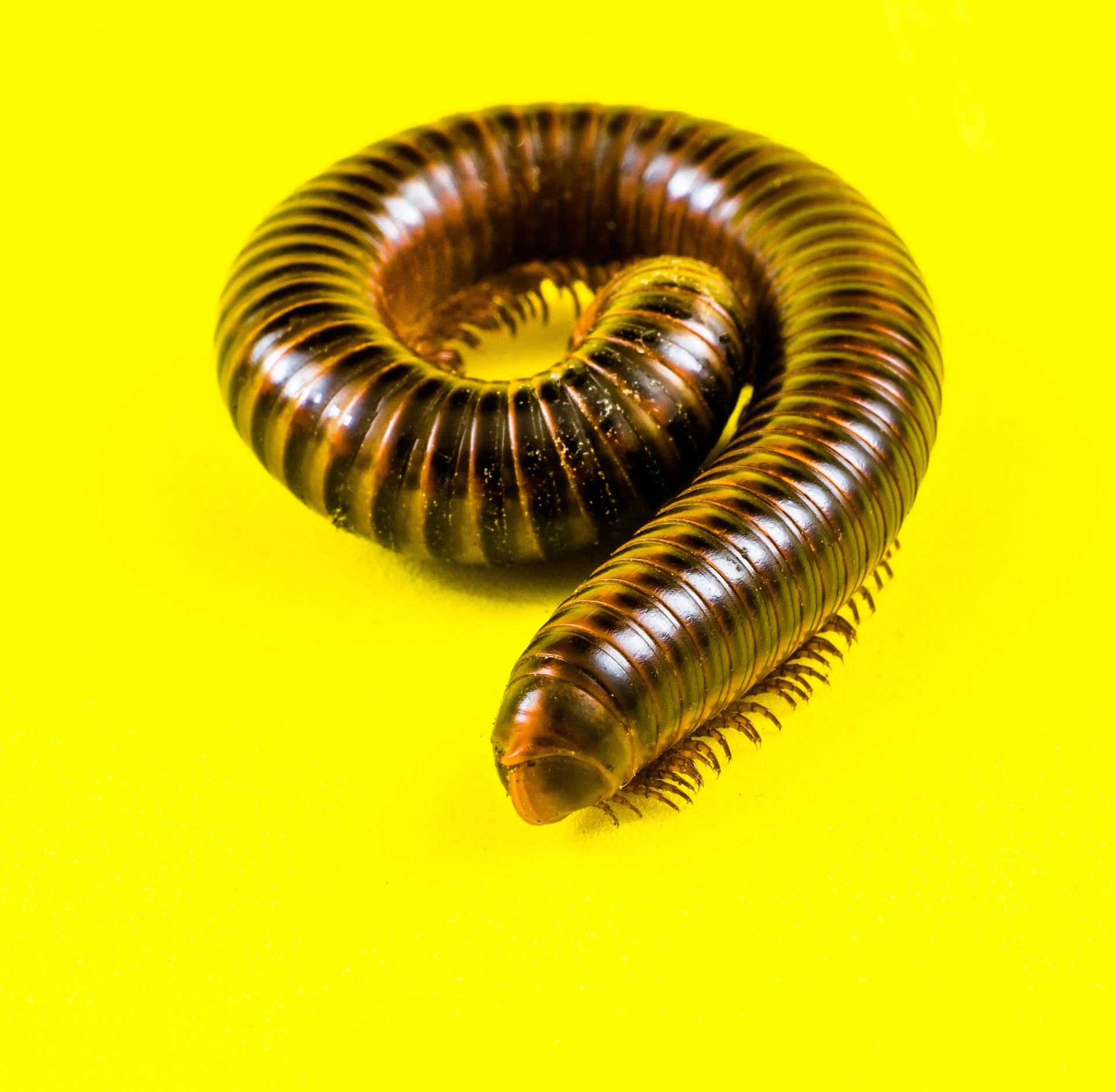 Centipede Coiling Yellow Aesthetic Wallpaper