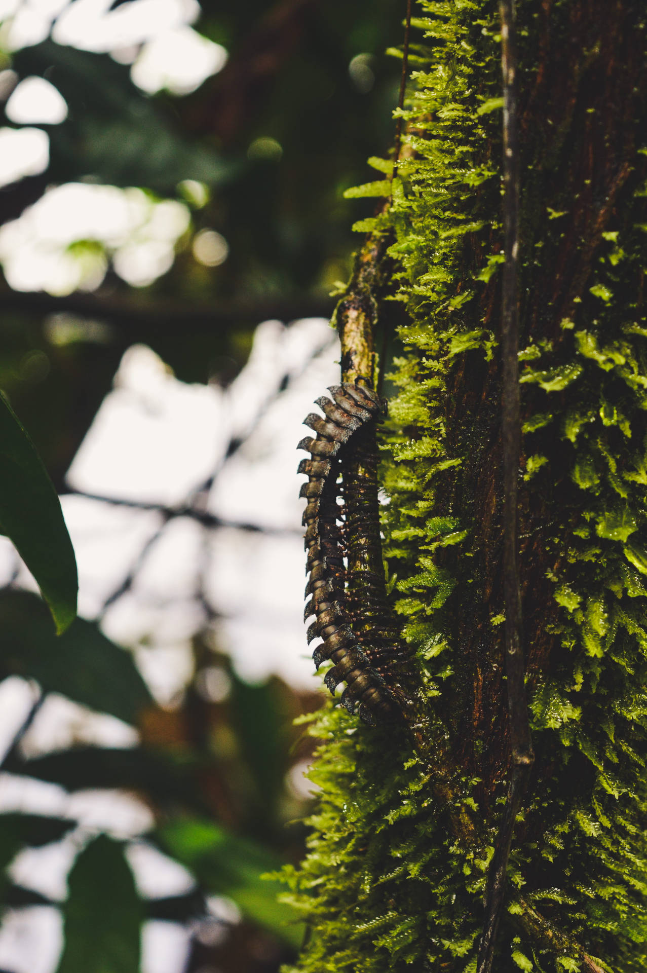 Centipede Crawling On Mossy Tree Trunk Wallpaper
