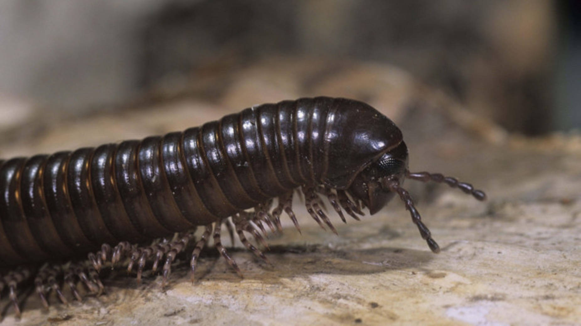 Centipede Head Crawling On Ground Wallpaper