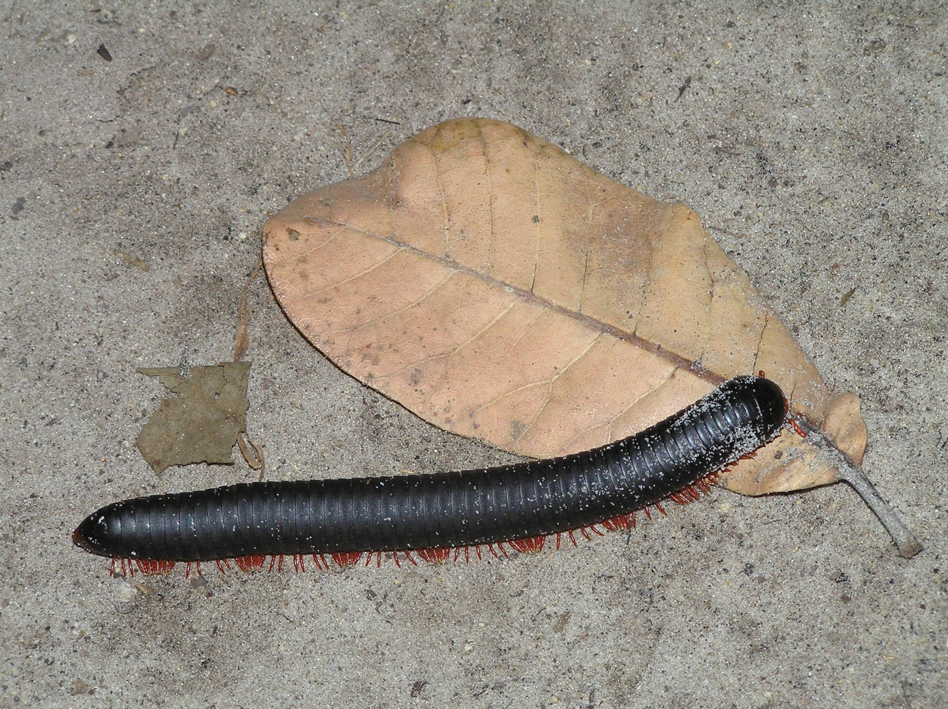 Centipede On Top Of Dry Leaf Wallpaper