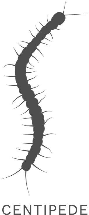 Centipede Silhouette Graphic PNG
