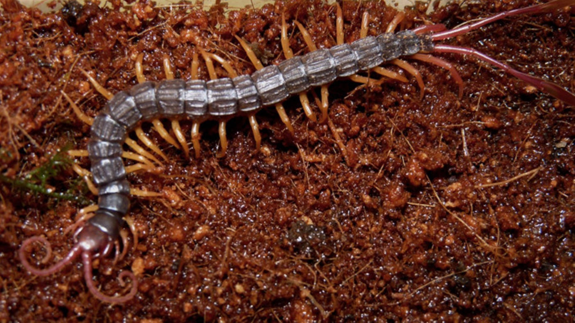 Surreal view of a Centipede Crawling on Brown Earth Wallpaper
