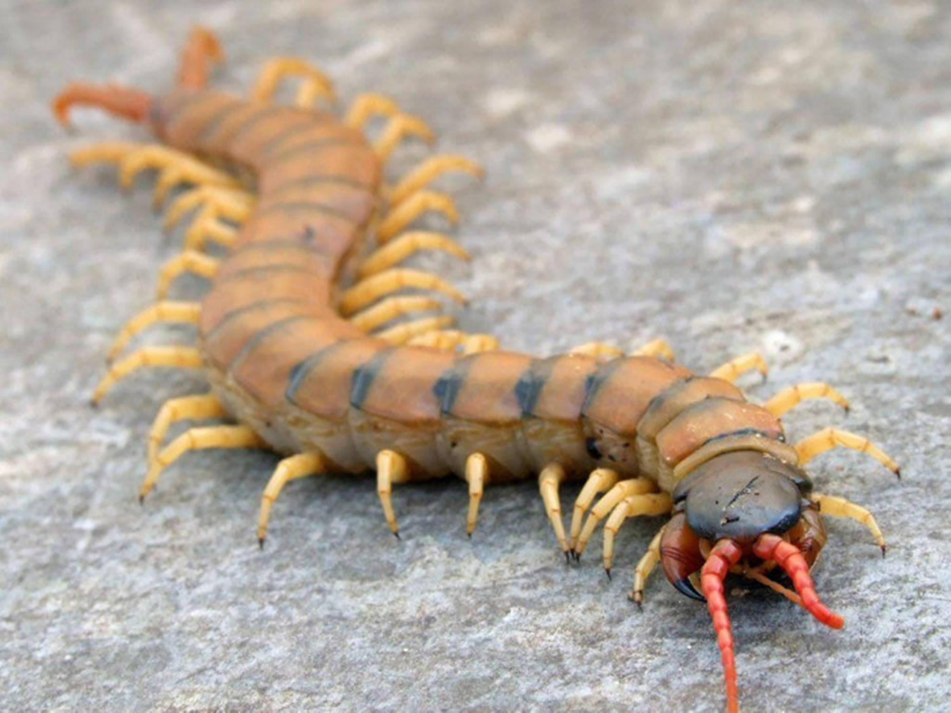 Centipede Yellow And Black On Concrete Wallpaper