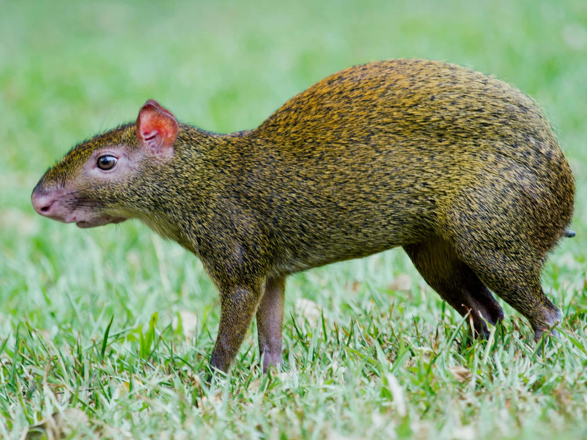 Central American Agouti Grassland.jpg Wallpaper