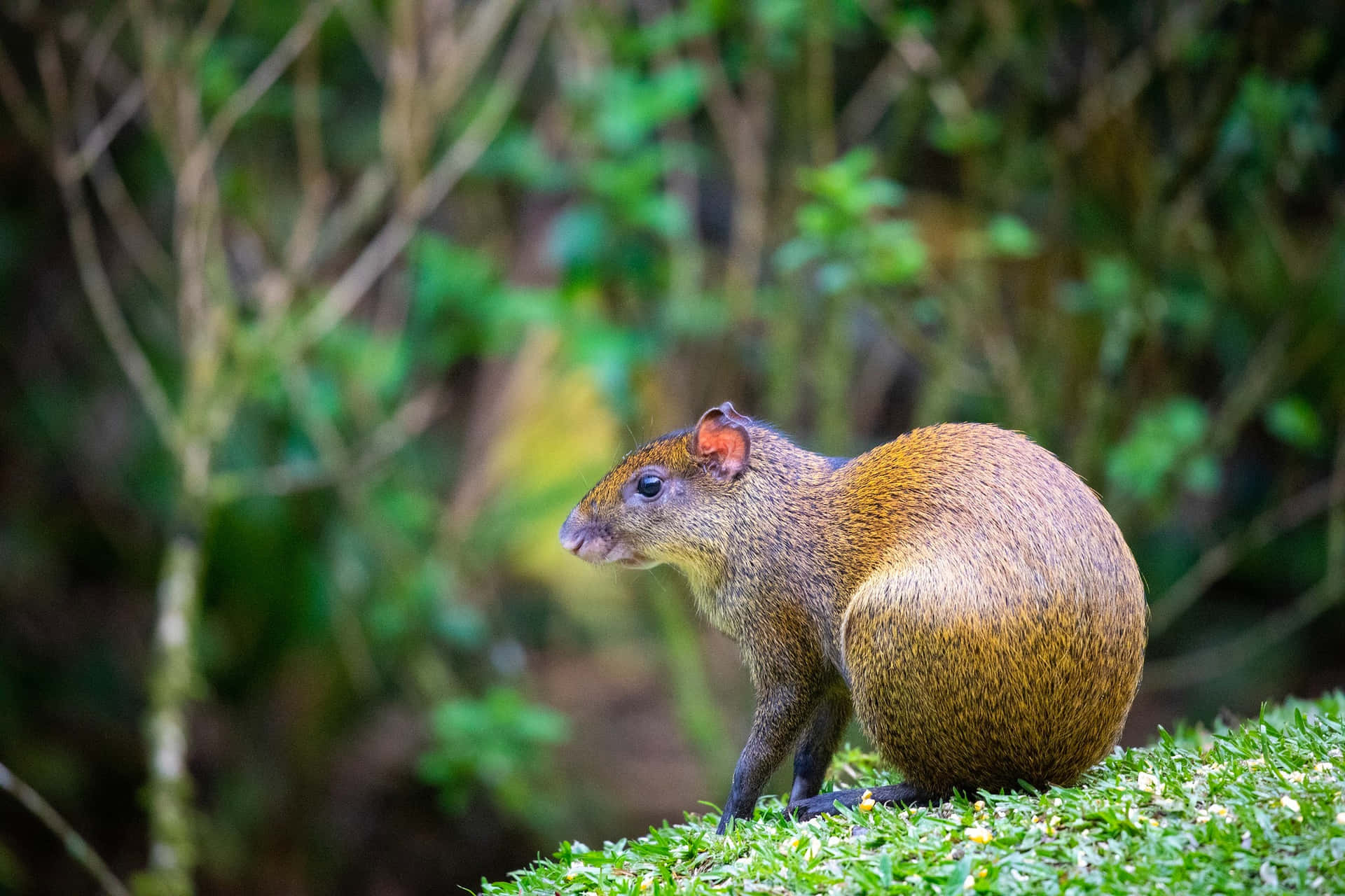 Central American Agoutiin Habitat.jpg Wallpaper