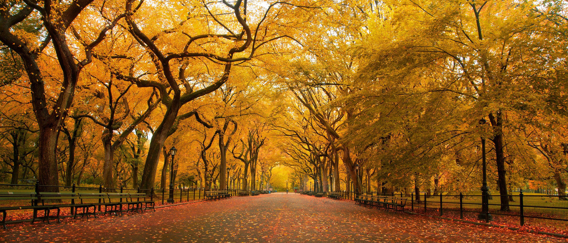 Central Park Fall 4k Ultra Widescreen Wallpaper