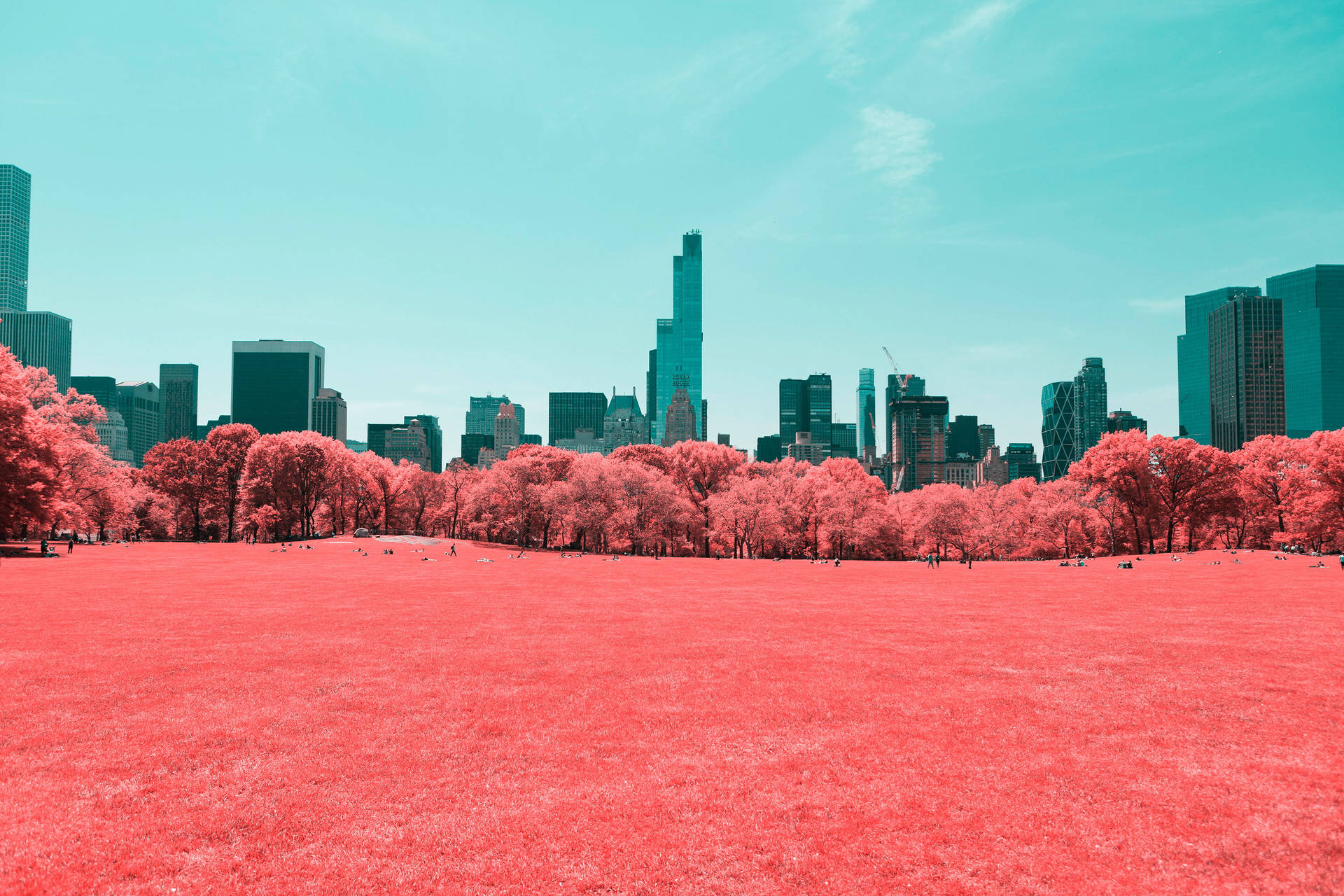 Central Park Pink Trees In Manhattan New York 4k Wallpaper