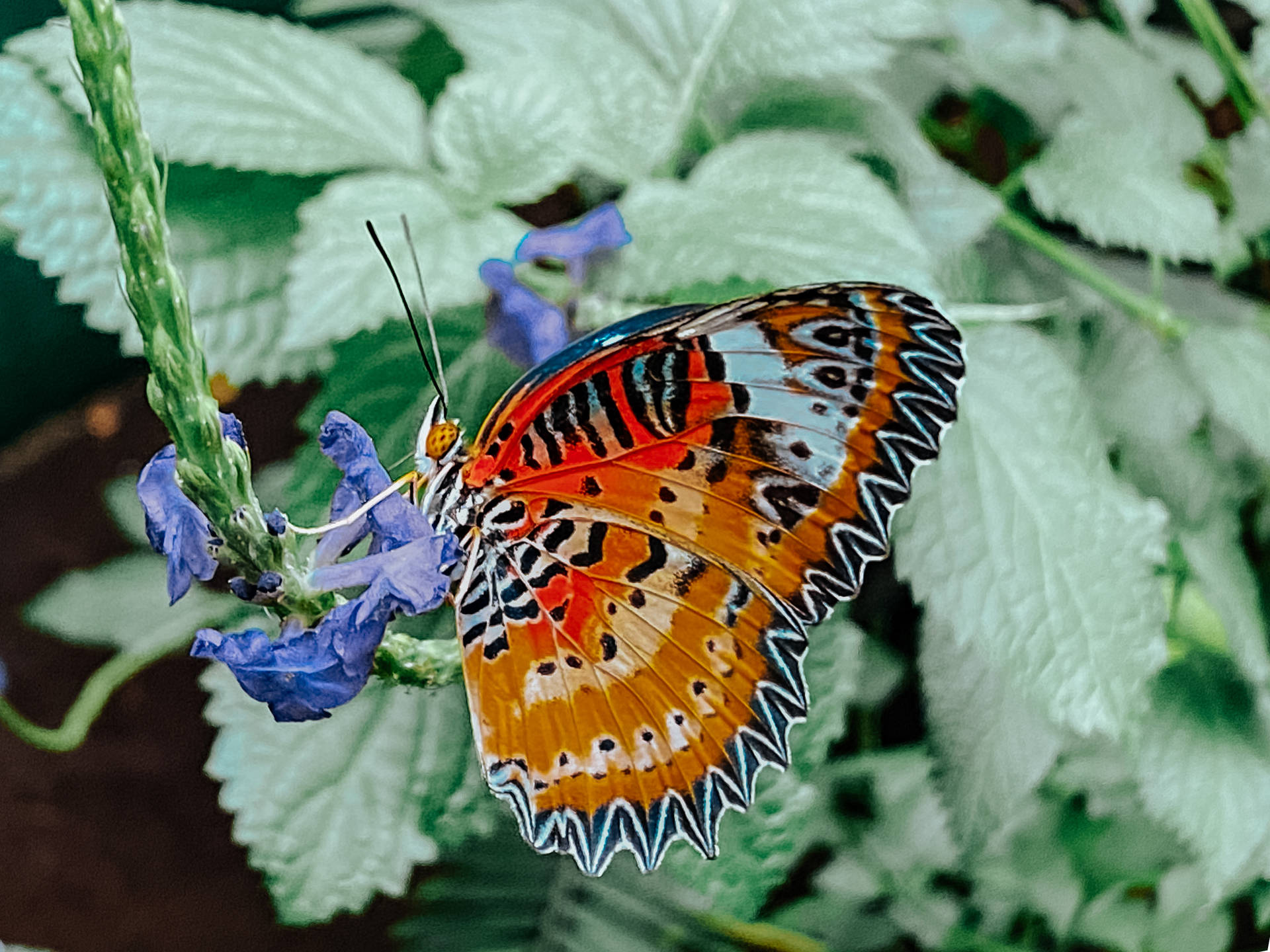 Cethosia Biblis Aesthetic Butterfly