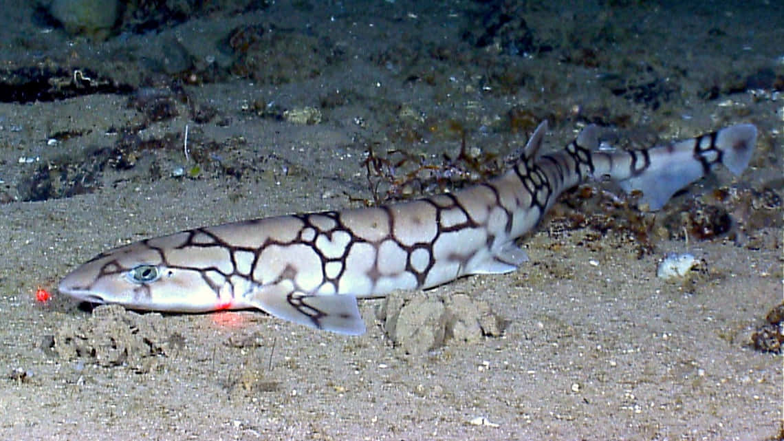 Chain Catshark On Seabed.jpg Wallpaper