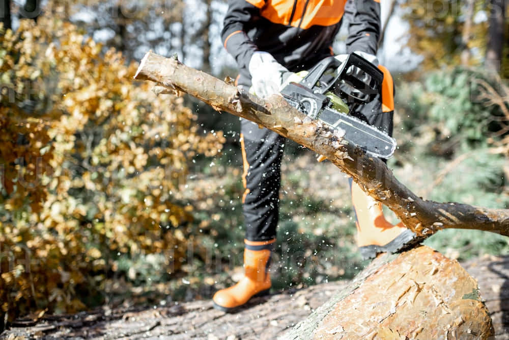 Forest Chain Saw Work Picture