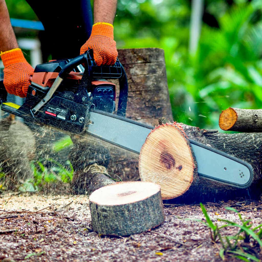 Chain Saw Cutting Firewood Picture